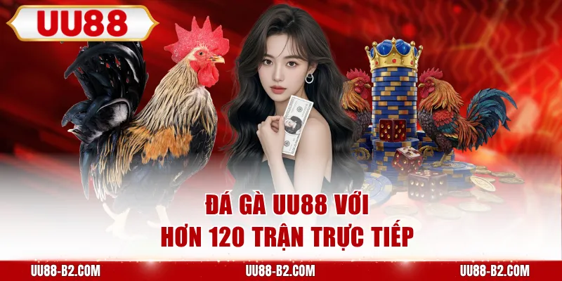 Đá gà UU88 với hơn 120 trận trực tiếp
